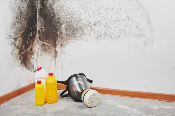 Best Crawl Space Mold Remediation in Decordova, TX