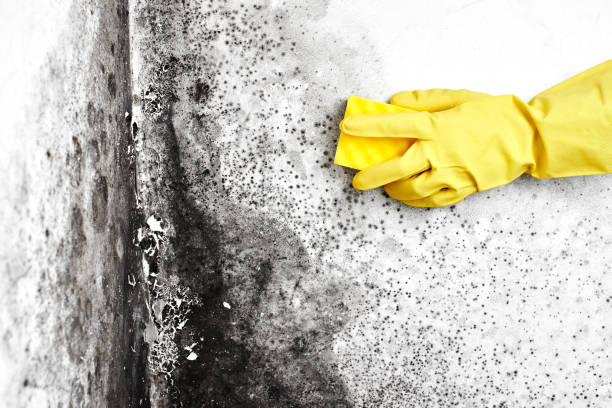 Best Residential Mold Remediation in Decordova, TX