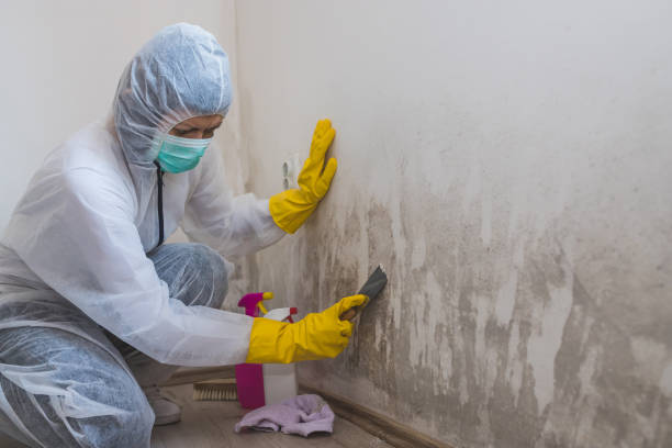 Best Kitchen Mold Remediation in Decordova, TX
