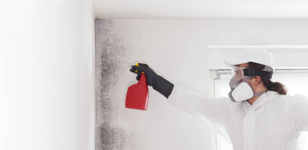 Best Attic Mold Remediation in Decordova, TX