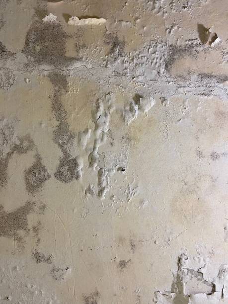 Best Localized Mold Remediation (e.g., coastal areas, humid climates) in Decordova, TX