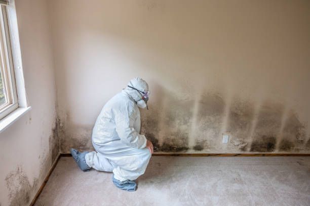 Best Industrial Mold Remediation in Decordova, TX