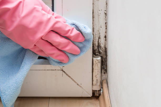 Best Post-Flood Mold Remediation in Decordova, TX