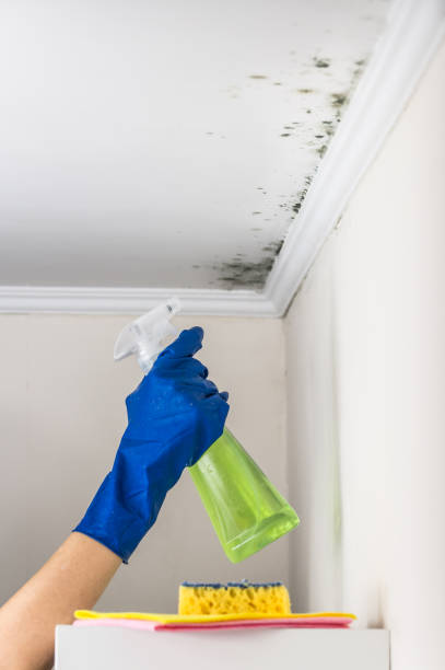 Best Bathroom Mold Remediation in Decordova, TX